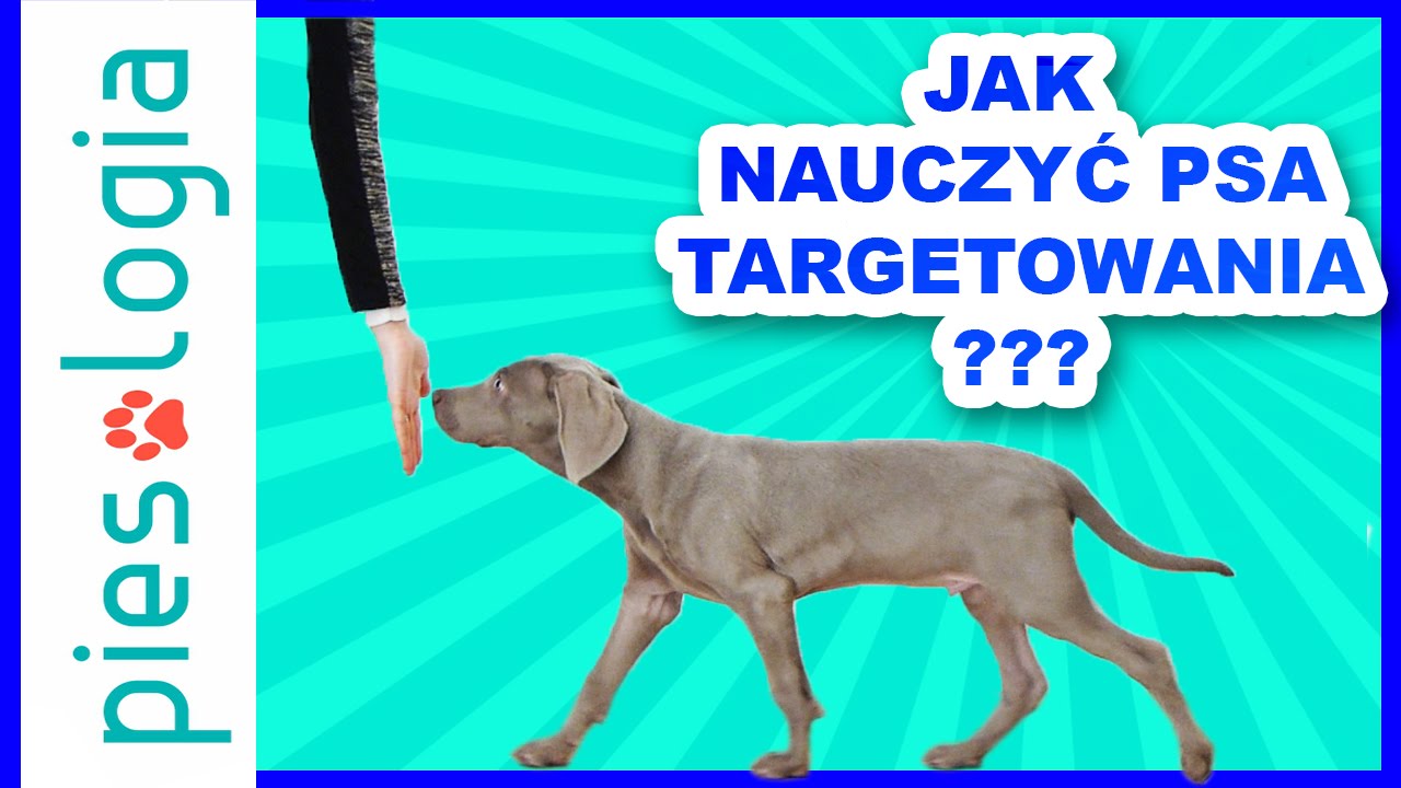Jak nauczyć psa targetowania?