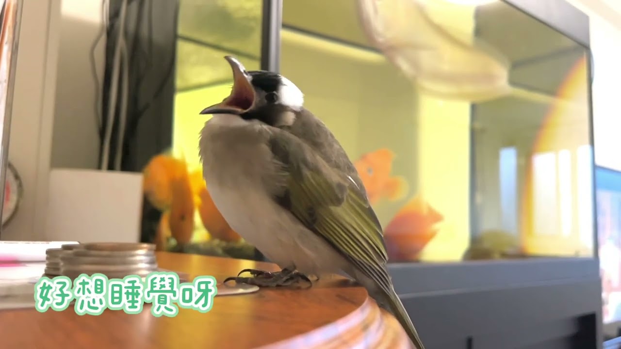 白頭翁之我家有隻小阿飛-白頭翁 小阿飛的日常 想睡覺，又硬要等爸比回家 #music #birds #cute #白頭翁 #療癒 #鳥寶寶 #家庭故事 #鳥寶 #小鳥のいる生活#白頭翁#小阿飛