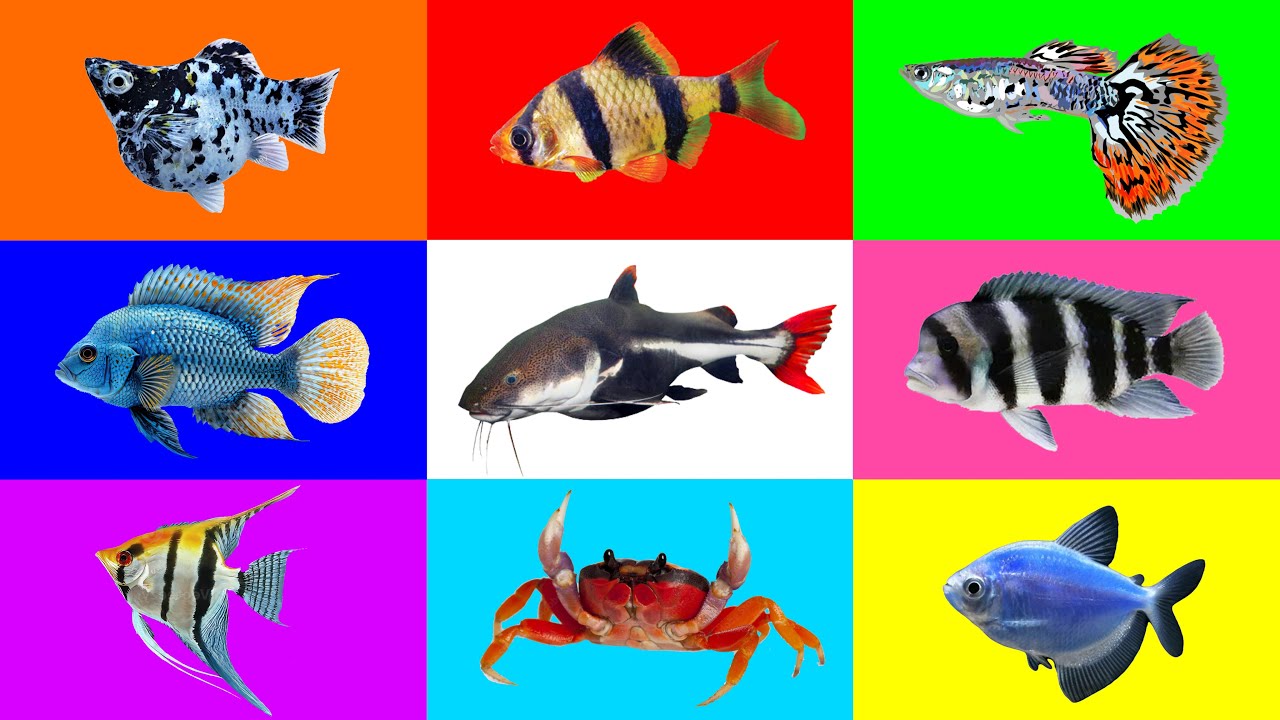 Fish: Angel Fish, Tiger Barb, Glowfish Tetra, Molly Fish, Red Tail Catfish, Guppy, Cichlid, Crab