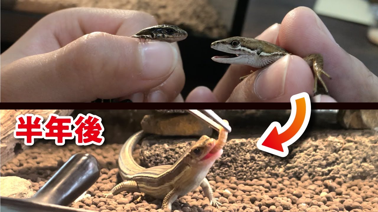 野生のニホントカゲを半年飼育した結果・・・【爬虫類飼育】