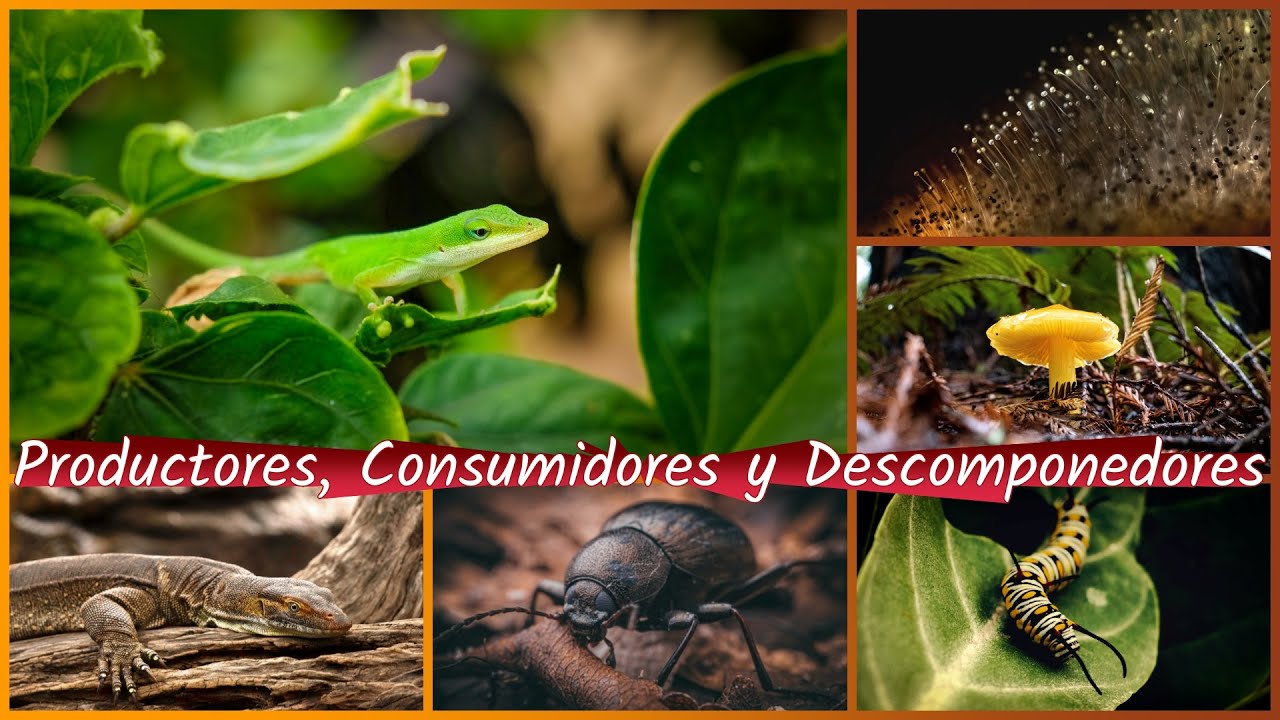 &iquest;Qu&eacute; son los Productores, Consumidores y Descomponedores?