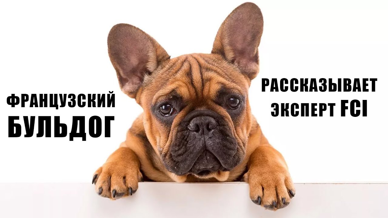 ФРАНЦУЗСКИЙ БУЛЬДОГ. Рассказывает эксперт FCI и отзыв владельца