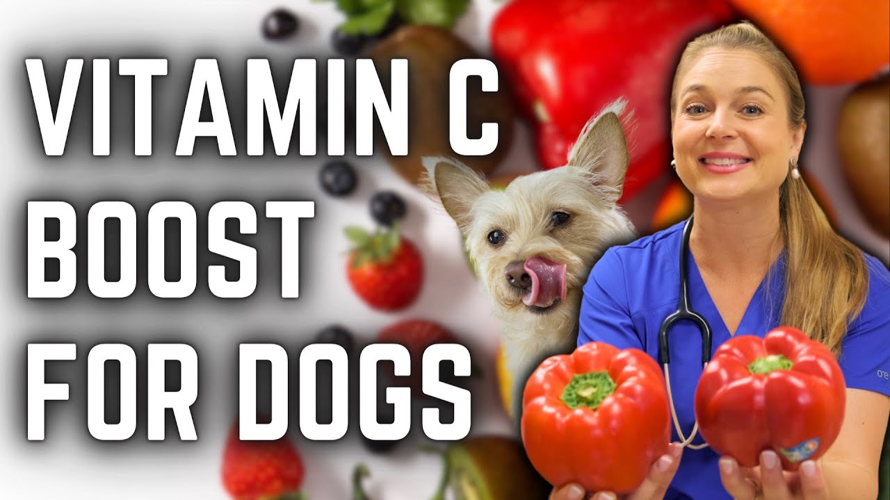 High Vitamin C Foods to Boost Your Dogs Immune System! | Veterinarian Approved!