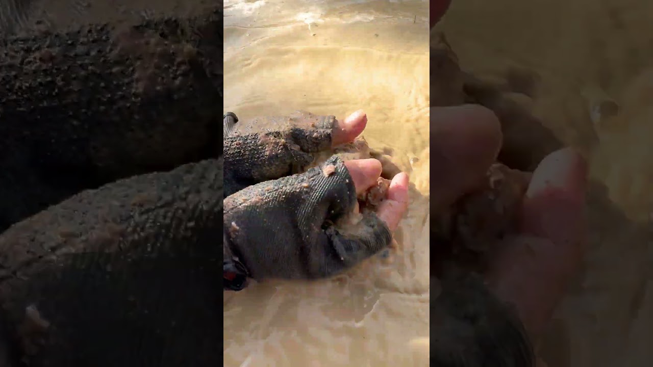 Finding Natural Carnelian And Agate Gemstones By Hand In River At The Mountain  