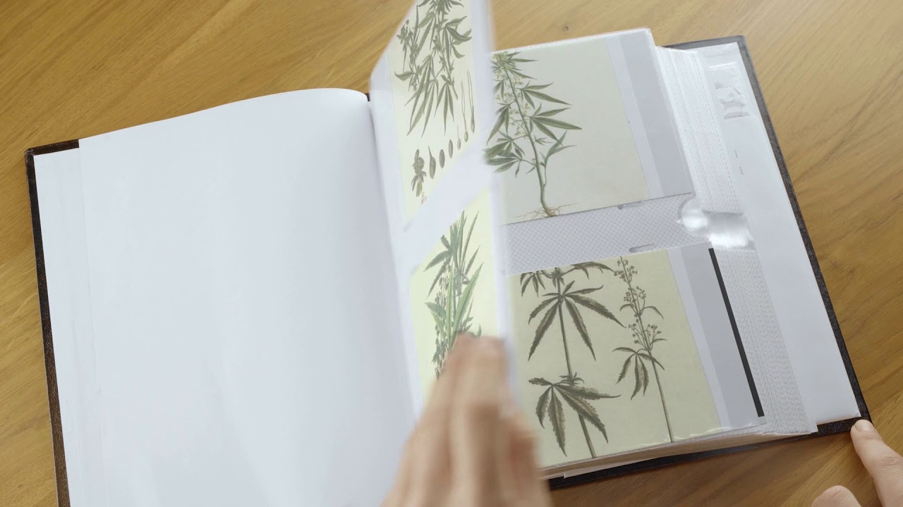 True Cannabis Hemp Botanical Postcards with Envelopes Set of 5