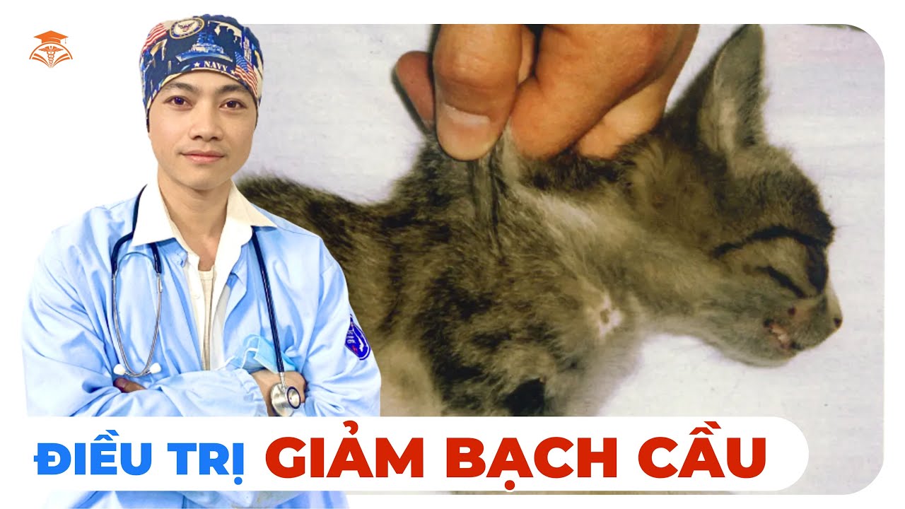 Cách điều trị GIẢM BẠCH CẦU ở mèo - EduVET