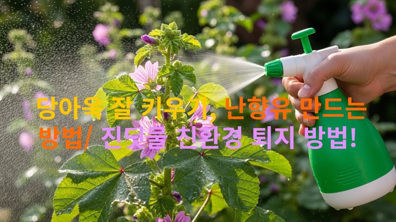 3월 22일 탄생화 당아욱, 당아욱 잘 키우는 방법, 난향유 만드는 방버, 진딧물 방제