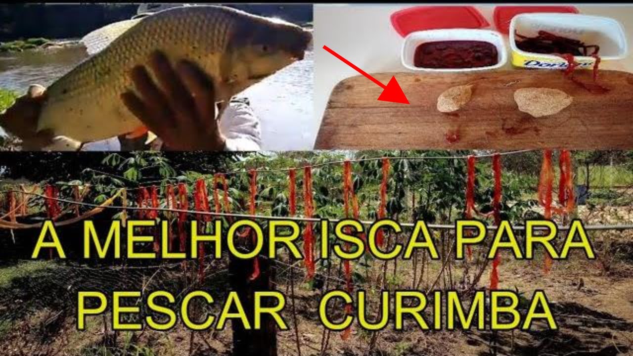Como fazer figado e Tripa de galinha na groselha para pescar curimba