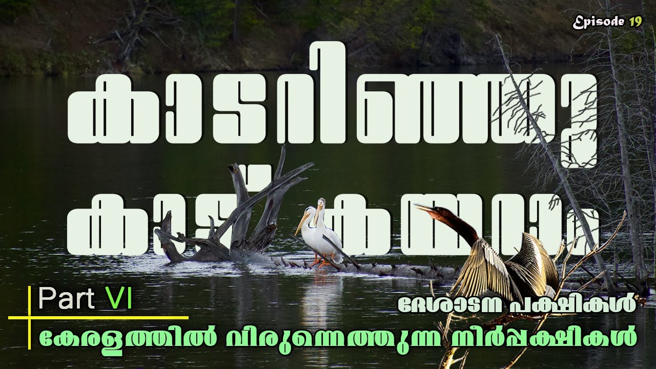 migratory birds in kerala // കേരളത്തില്‍ എത്തുന്ന ദേശാടന പക്ഷികള്‍  // കേരളത്തിലെ നീര്‍പക്ഷികള്‍