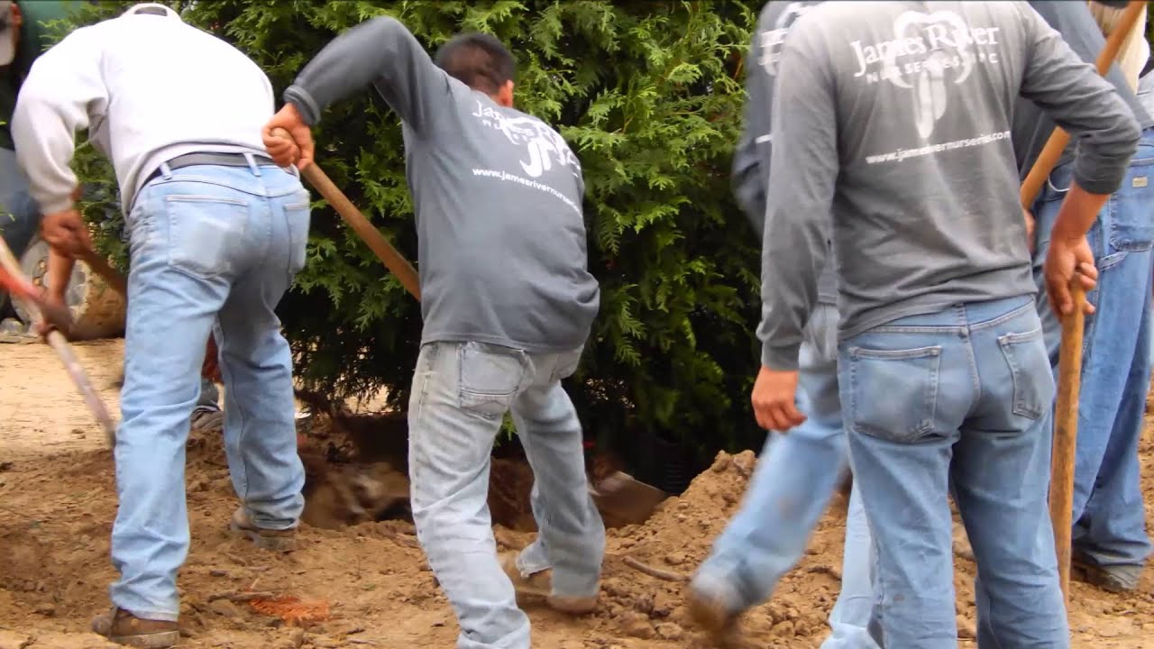 Landscape Buffer | Landscape Screening