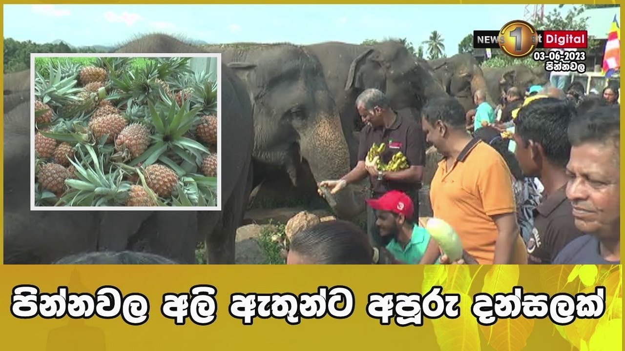 පින්නවල අලි ඇතුන්ට අපූරු දන්සලක්....  | Pinnawala Elephant Orphanage Sri Lanka | Poson 2023
