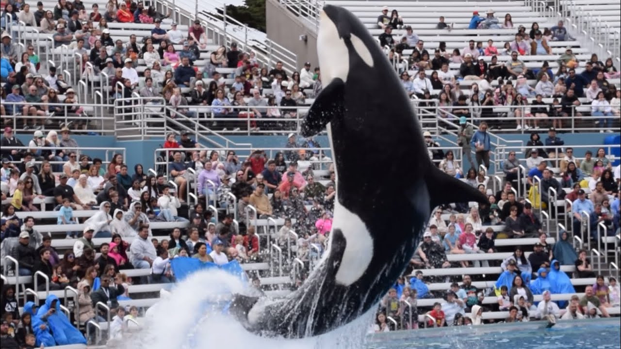 Corky & Orkid, Kalia, Shouka & Keet during Orca Encounter at SeaWorld San Diego April 18, 2025, 2 PM