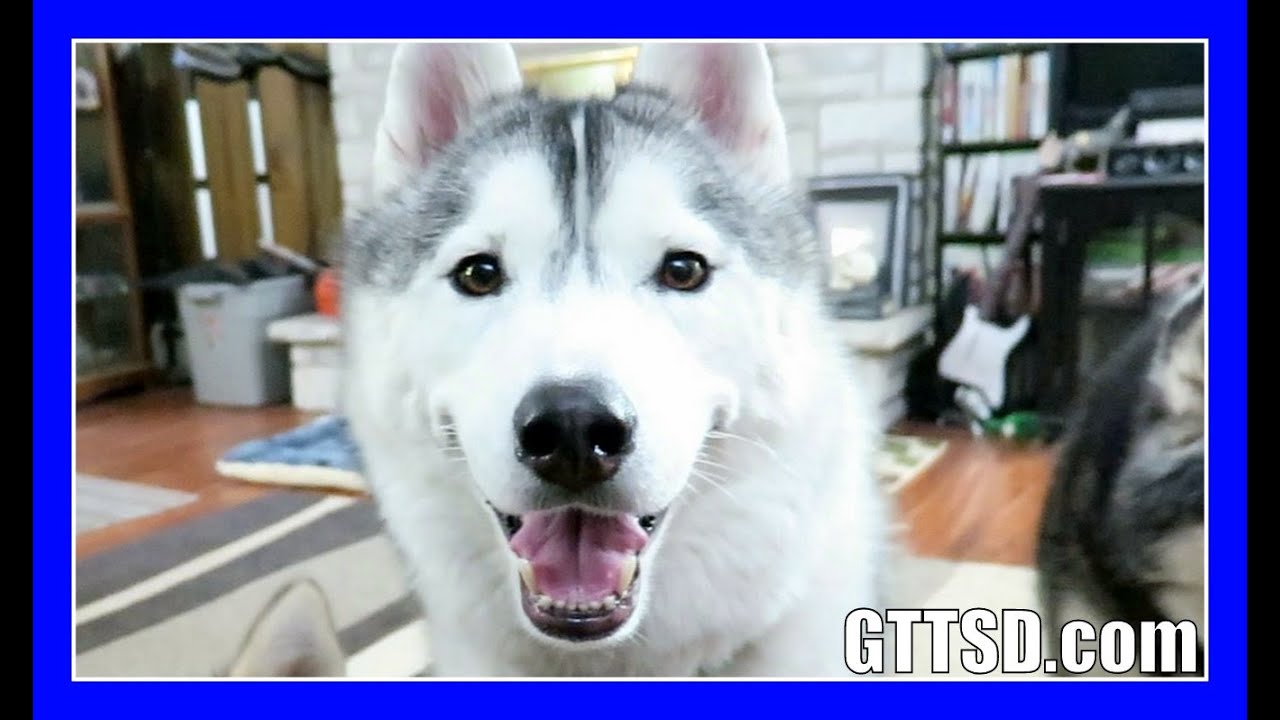 HAPPY HUSKIES PLAY | Fan Friday 229