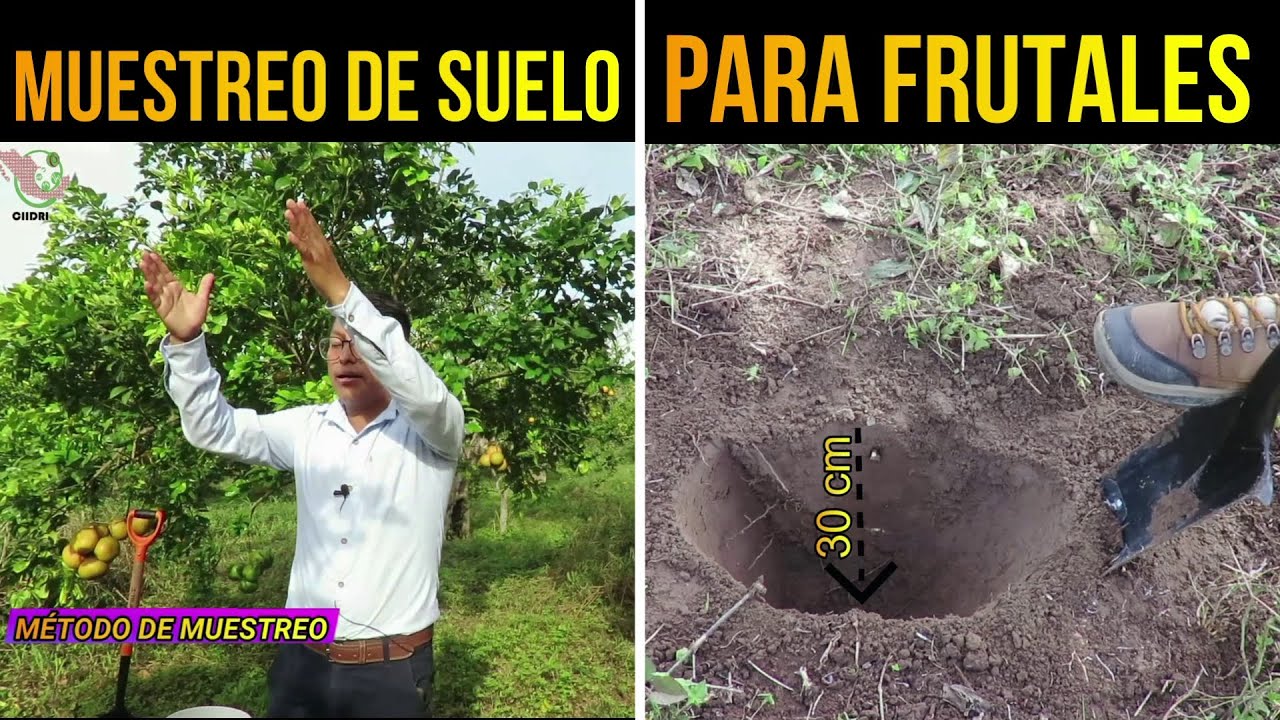 🌳¿Cómo Realizar un Correcto MUESTREO de SUELOS para FRUTALES? | Análisis de Fertilidad de Suelos