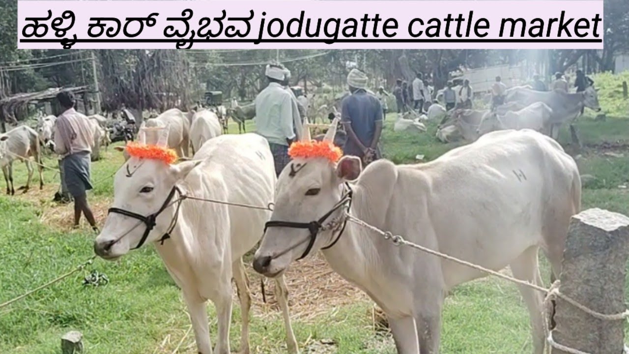 Jodugatte cattle market every Sunday @ indian  hallikar