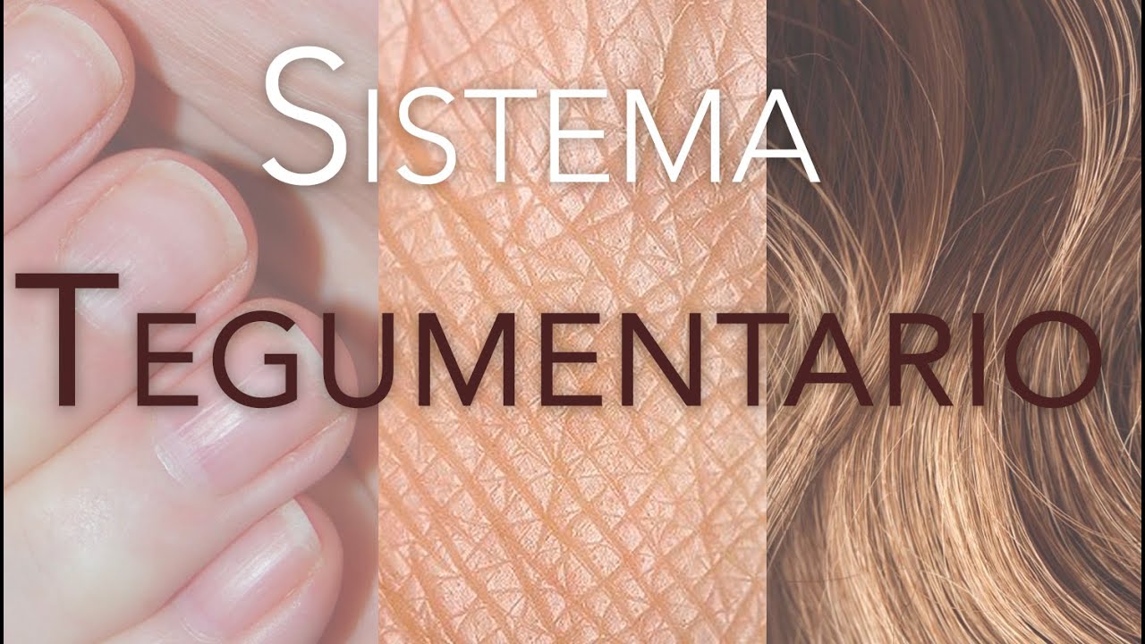 Sistema Tegumentario