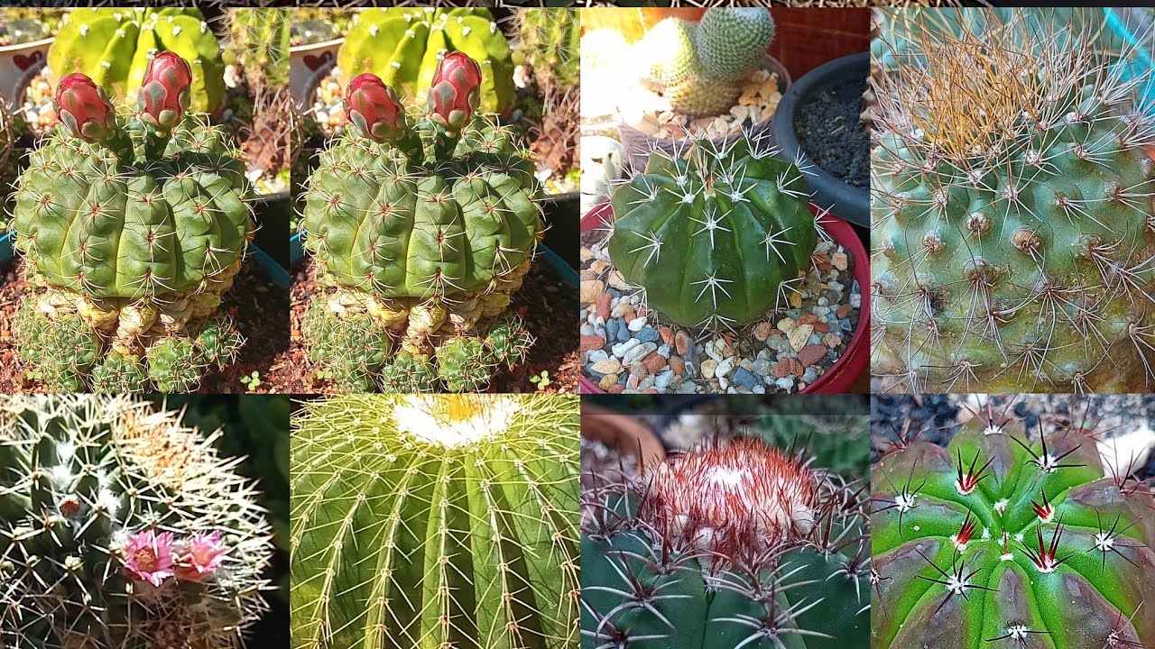 CACTO BOLA: 