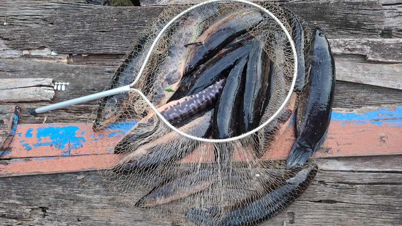IKAN DISUNGAI INI SANGAT MELIMPAH KETIKA AIR BARU SURUT !!!