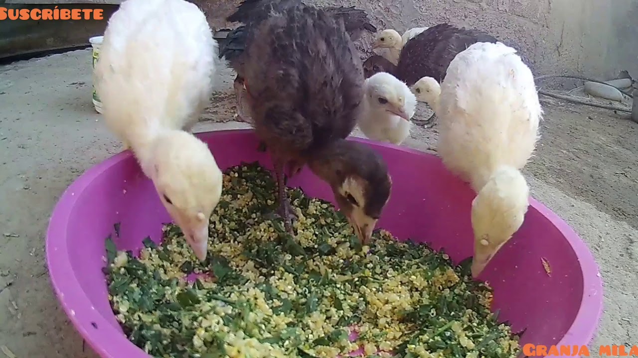 Dando de comer amis pavitos quinua sancochada para evitar que le dé aire y moquillo