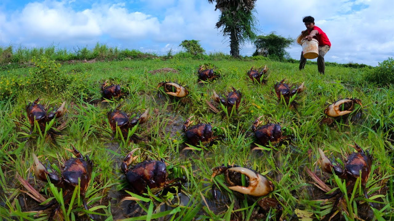 wow amazing fishing! a fisherman catch a lots of crabs in under grass at field by best hand