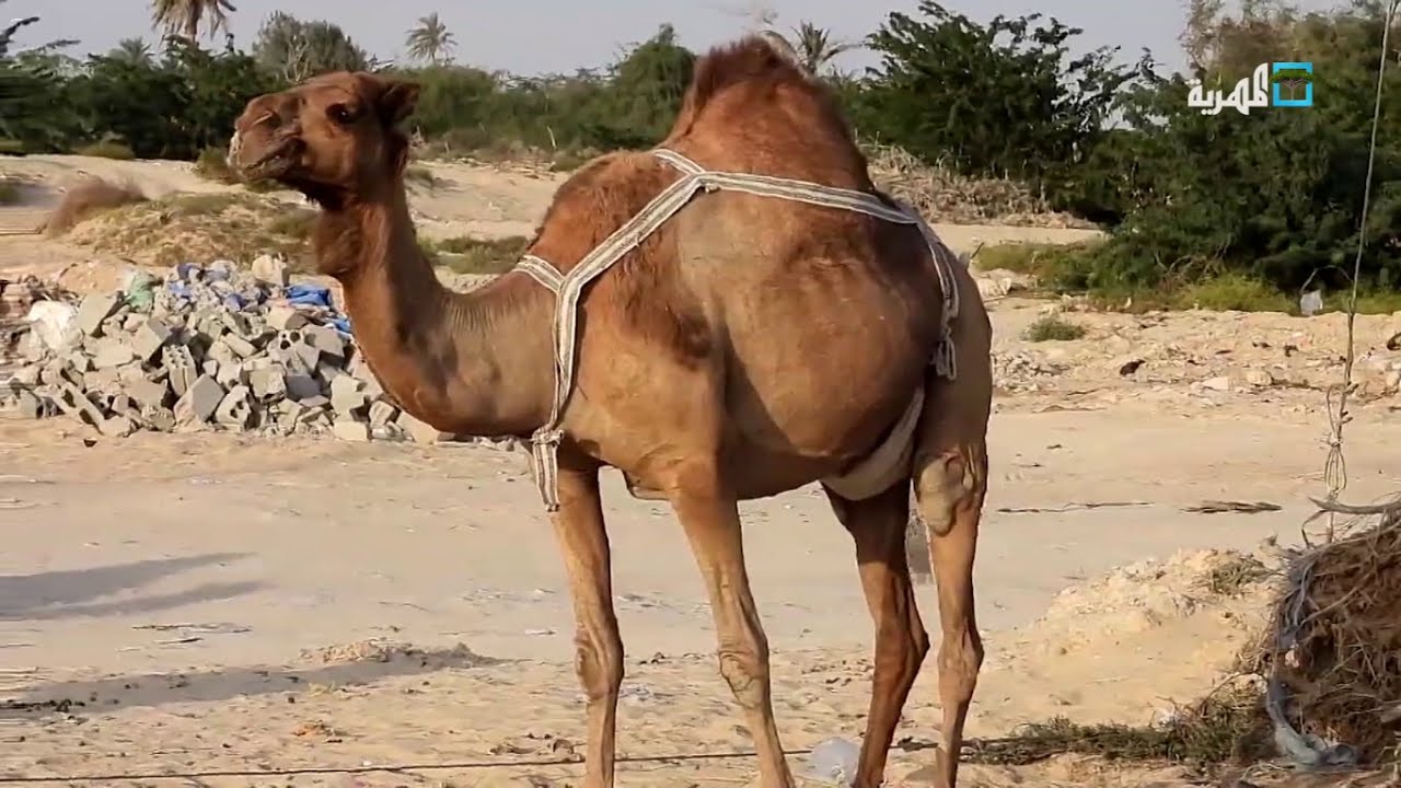 الإبل.. مصدر فخر ورفيقة المهري منذ القدمِ.. محافظة المهرة