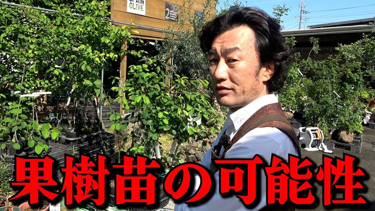 【果樹苗】今この果樹苗に注目してます【カーメン君】【家庭菜園】【園芸】【ガーデニング】