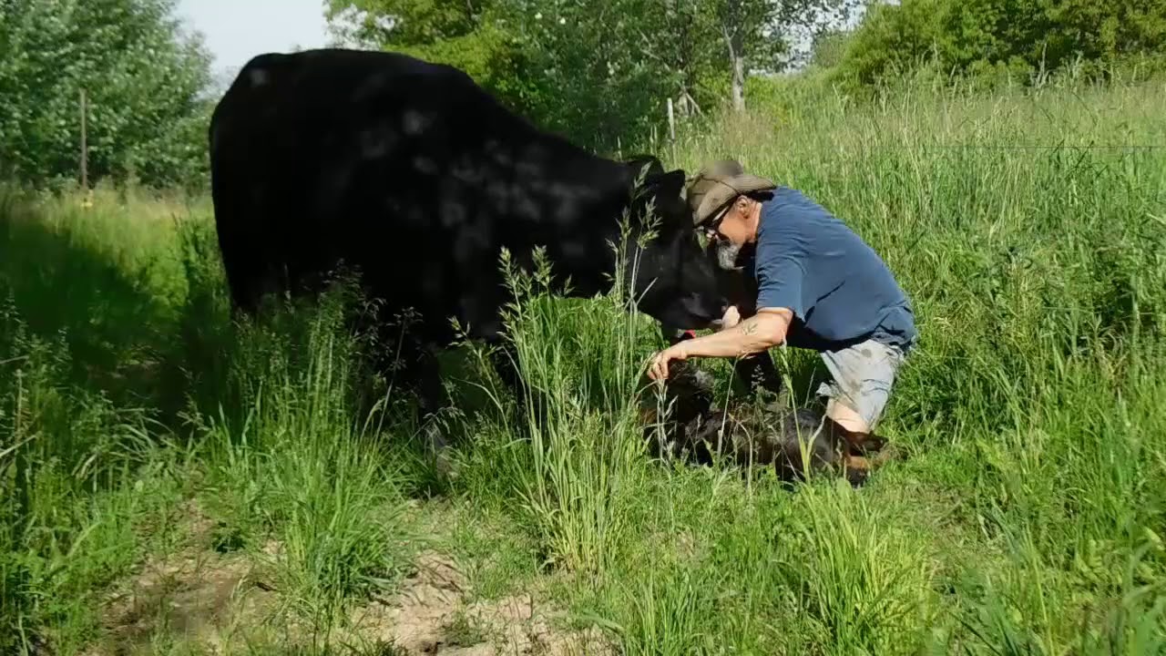 The worlds Friendliest cow and her new calf