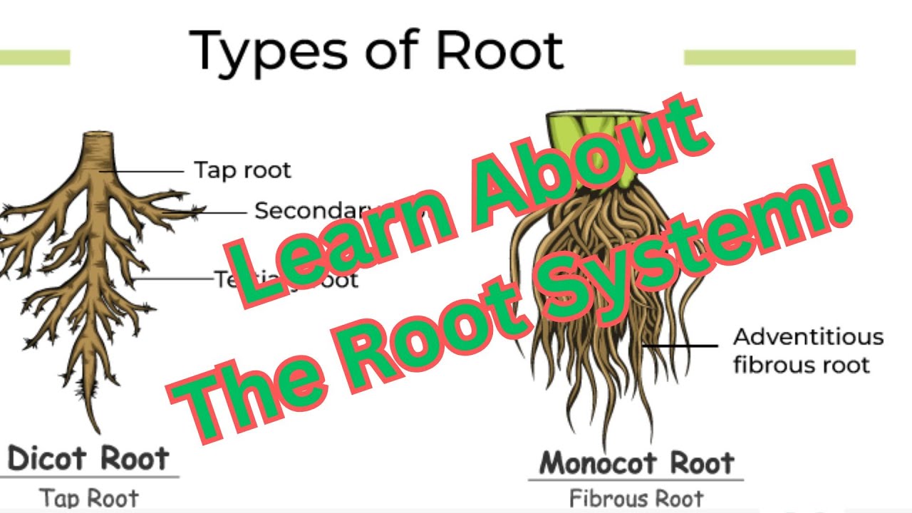 The Root System Song! |🌱 Roots in Action! | All About the Root System 🌿