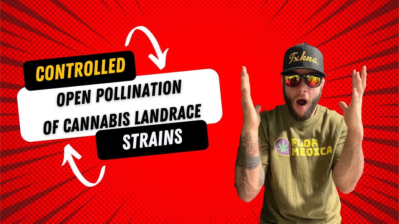 Controlled Open Pollination Of Cannabis Landrace Strains #shorts #tutorial