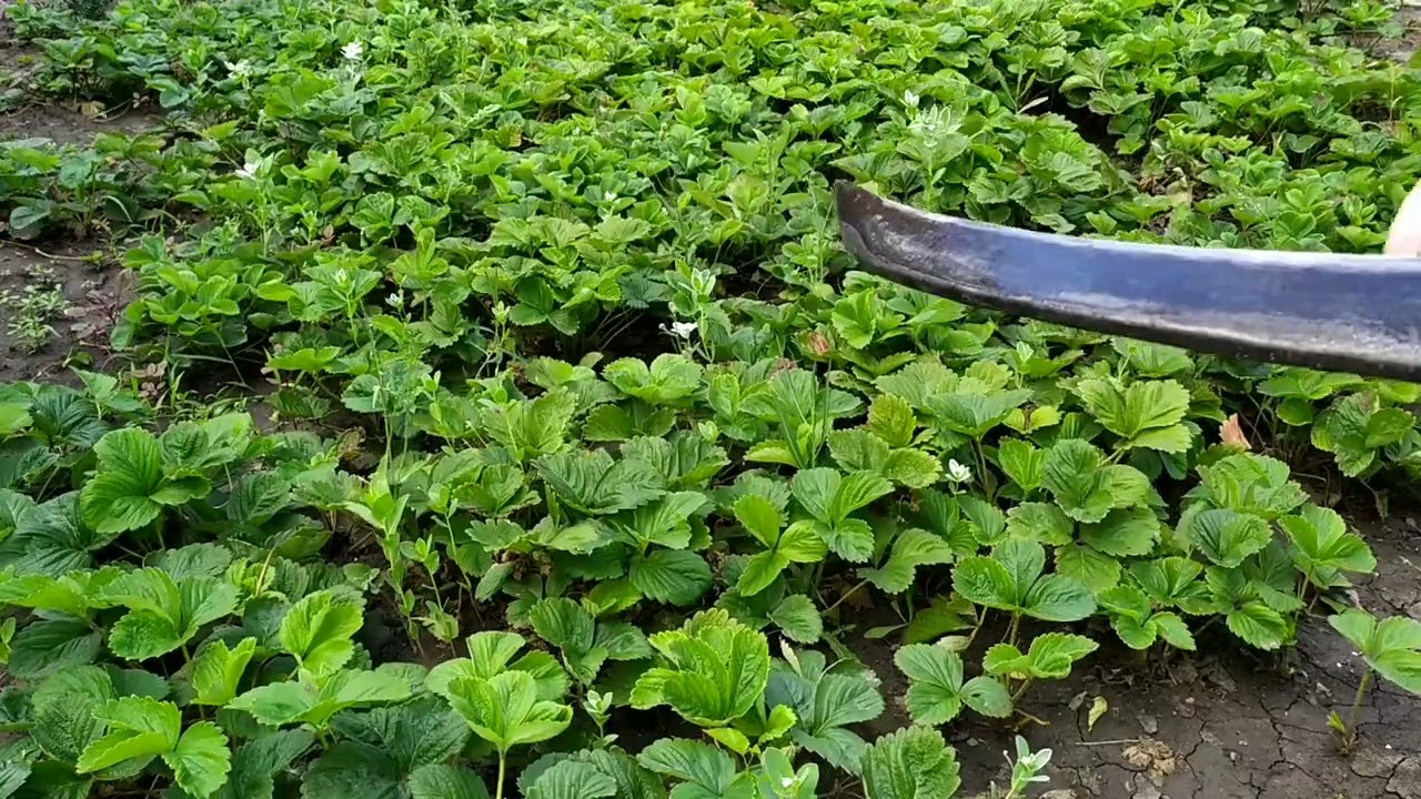 Клубника 🍓. Омоложение клубники.Скашивание.