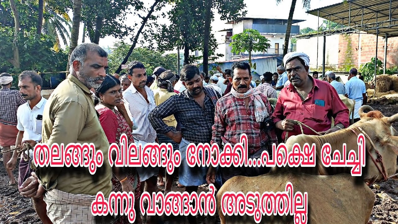 തലങ്ങും വിലങ്ങും നോക്കി...പക്ഷെ കന്നു വാങ്ങാൻ ചേച്ചി അടുത്തില്ല😀