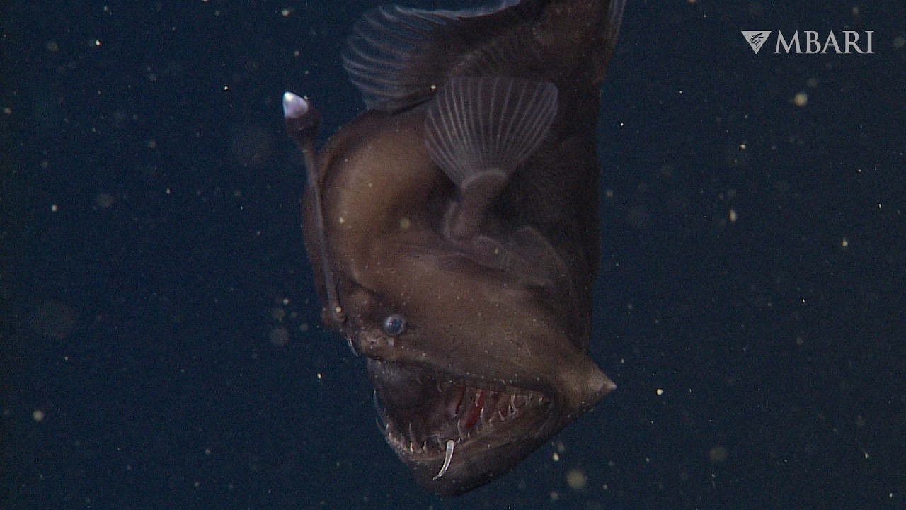The anglerfish: The original approach to deep-sea fishing
