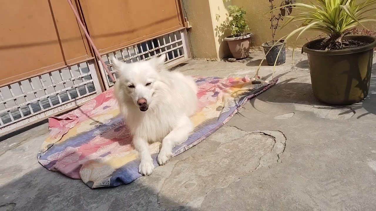 POV: Jab Dog Ko Zabardasti Nahla Do 😭🐕