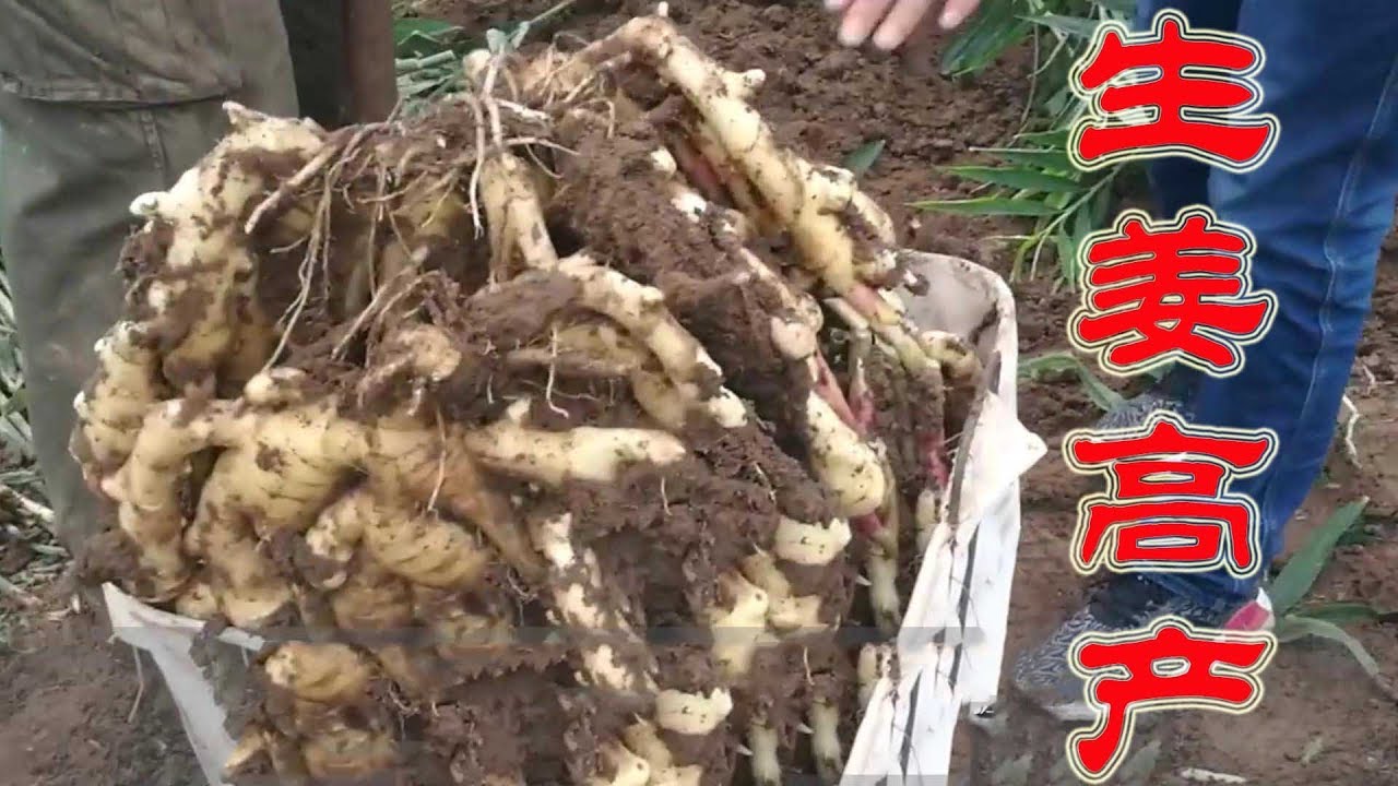 亩产万斤的生姜！播种时到底是平摆姜种还是竖摆？农民长知识了【付老师种植技术团队】