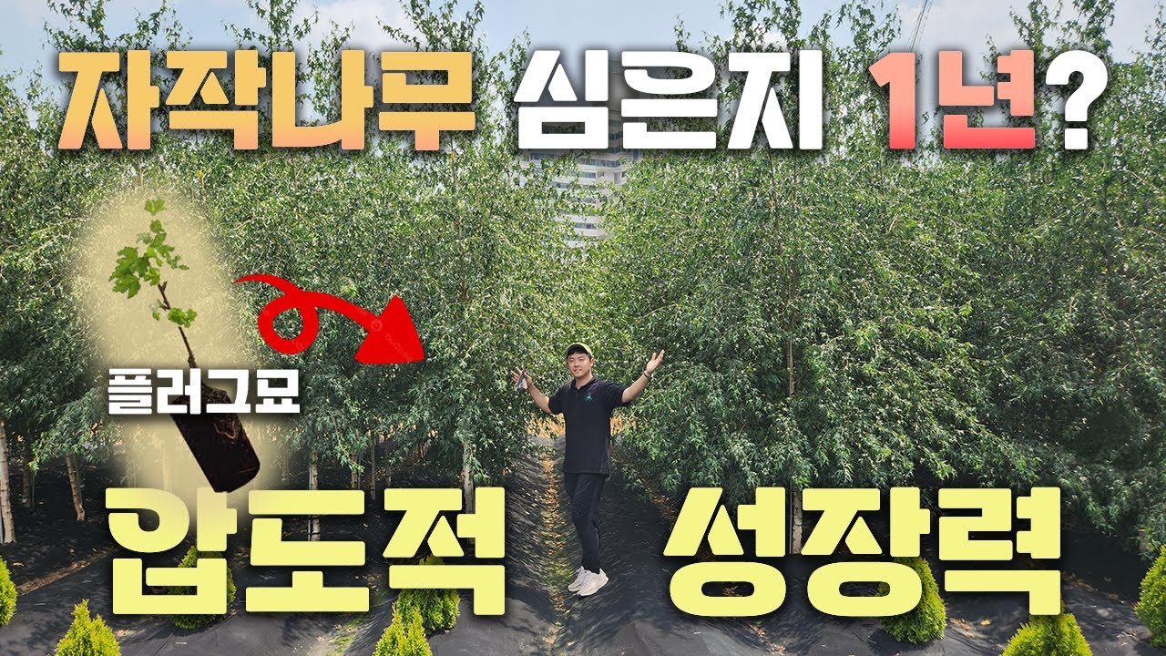 최초공개) 이쑤시개가 단 1년만에 대형나무가 되었다면...? 나무재테크의 초신성 등장!! 자작나무 달레칼리카