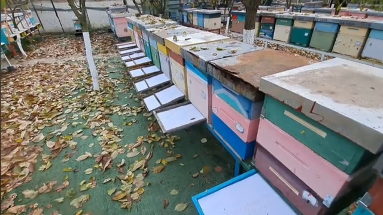 Rezultatul tratamentului cu Api-Bioxal. Cum iernează albinele în nucleele de împerechere. 🐝🐝🐝🐝