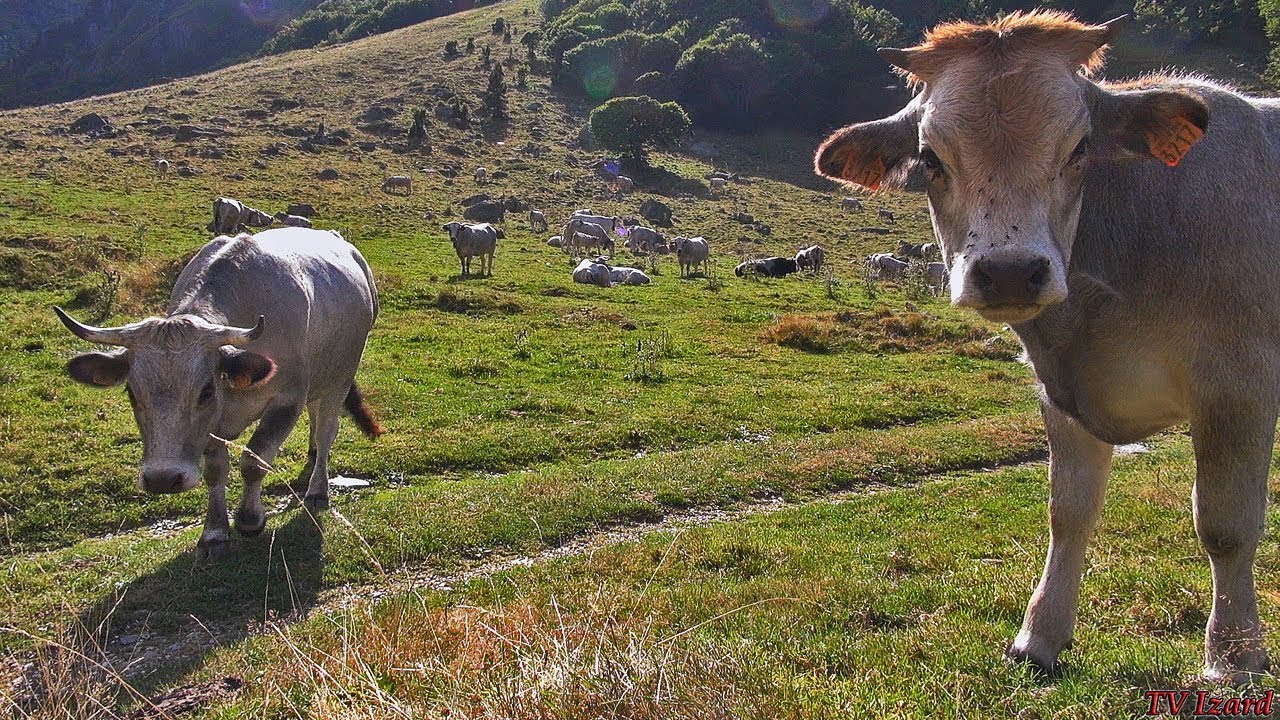 CORAM & Biodiversité Domestique Montagnarde - La Vache Gasconne - Tv Izard Esprit des Pyrénées
