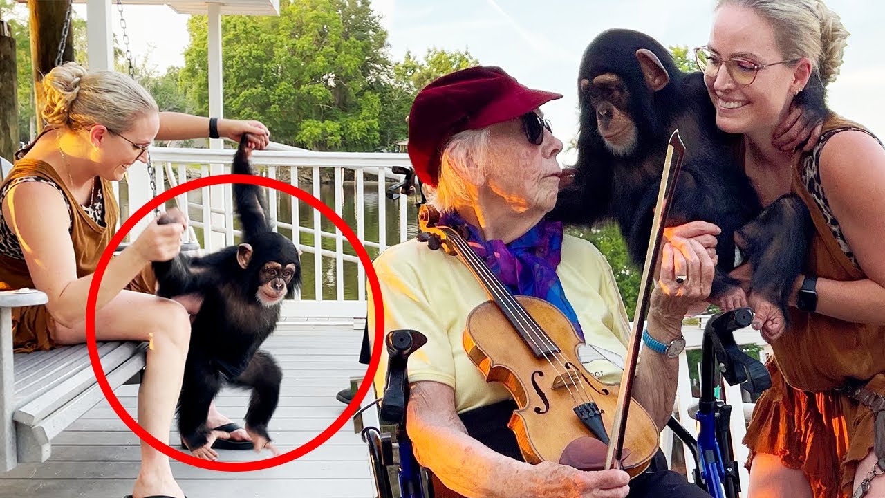 BABY CHIMPANZEE LISTENS TO A VIOLIN FOR THE FIRST TIME!