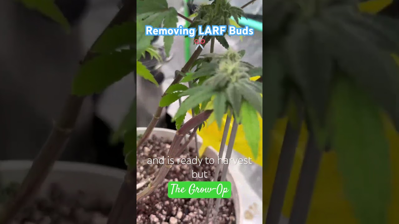Bulking stage LARF removal #cannabiscommunity #cannabiseducation #gardening #plants #indoorplants