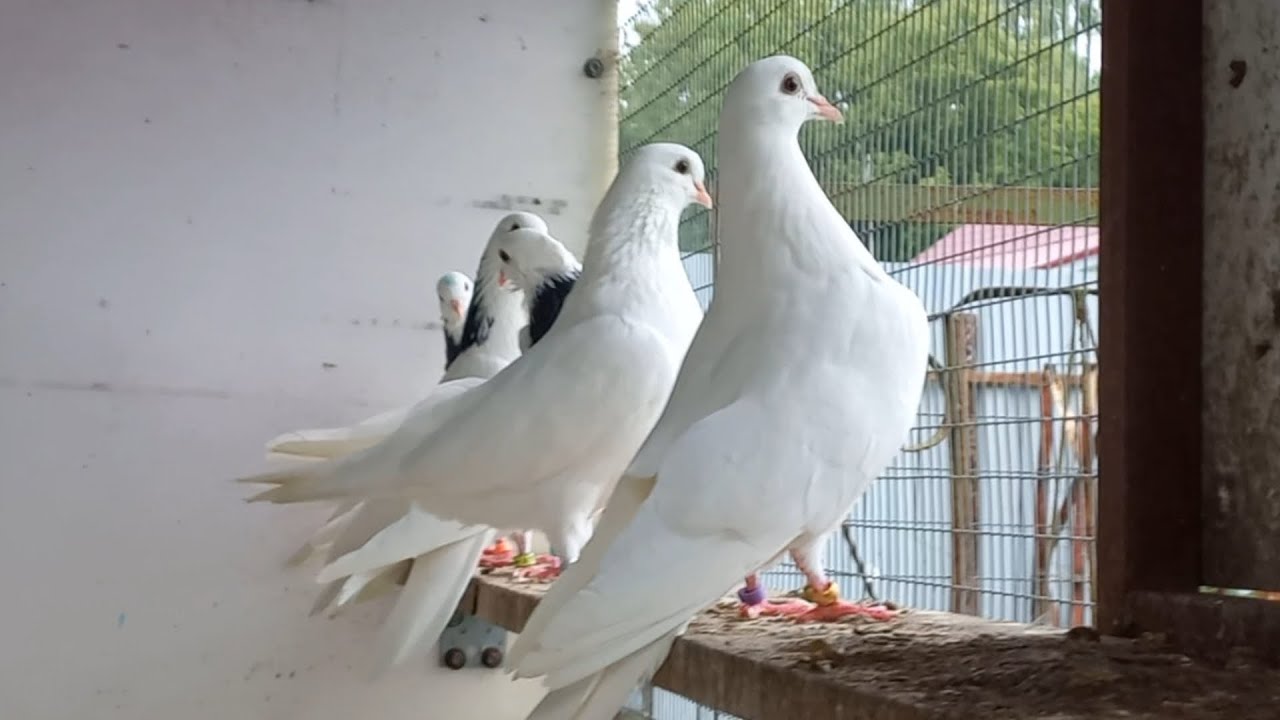 Расплескались в синеве.