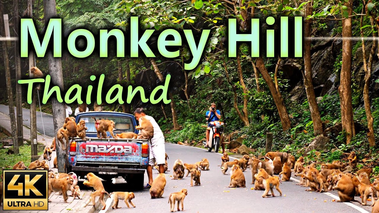 Monkey Hill in Phuket a famous monkey spot with funny Monkeys / Thailand / 4K
