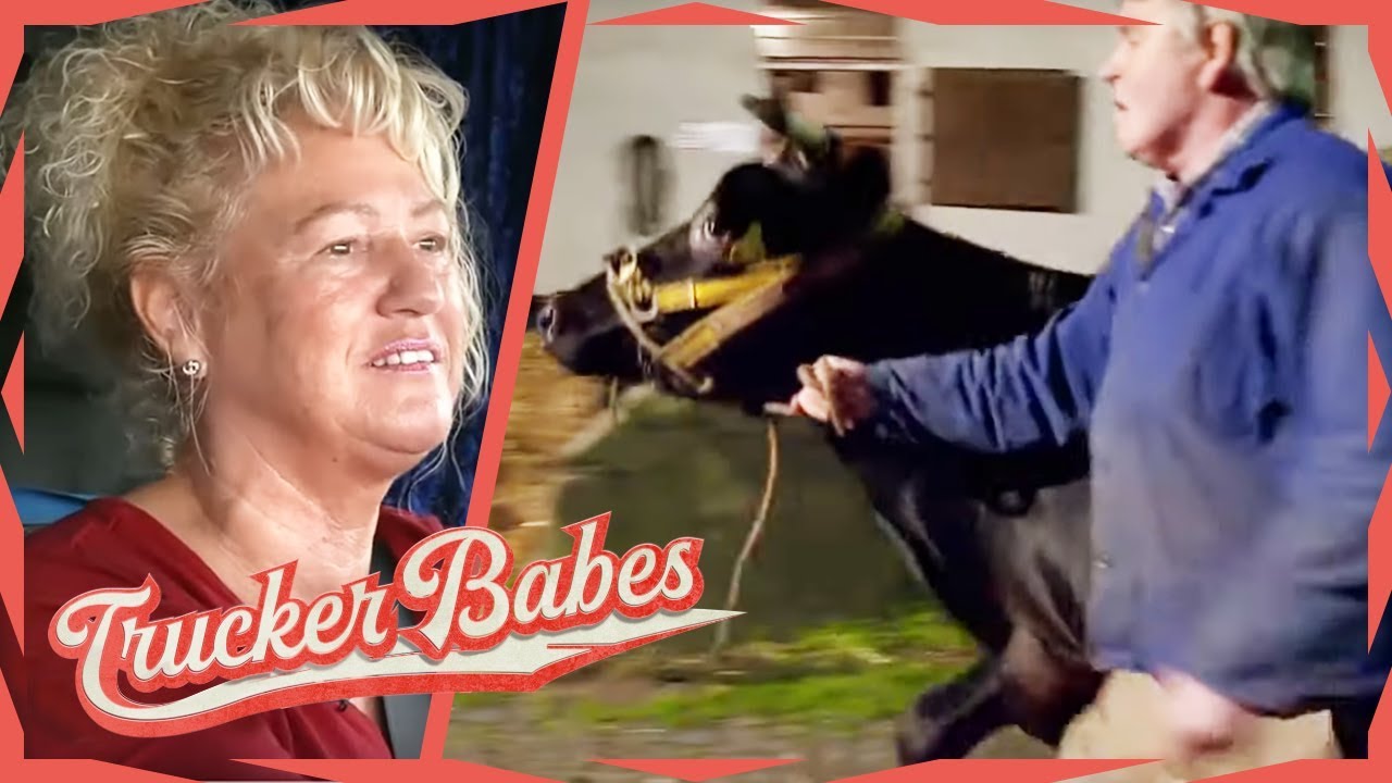 Unfall mit 700kg Gegenwehr - Panische Kuh rammt Bauer! | Trucker Babes | kabel eins