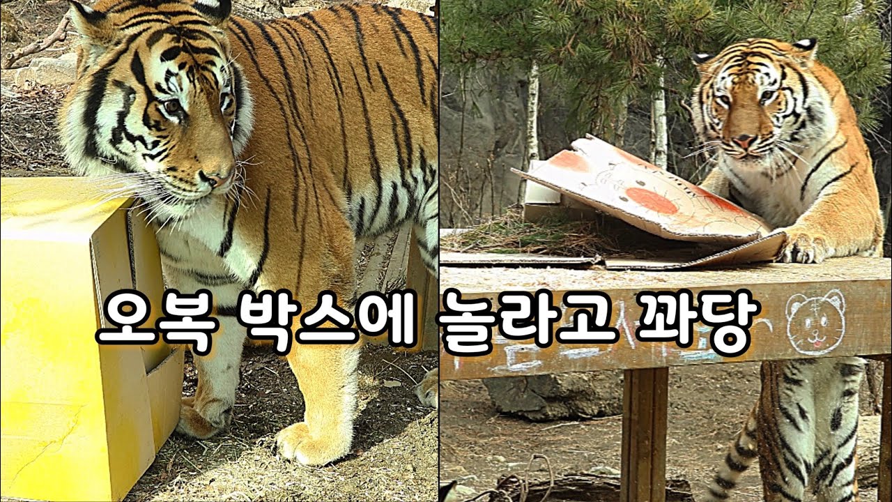 설날 오복상자에 깜짝 깜짝 놀라요 #다운 #나라 #호랑이형제 #Amurtiger #에버랜드