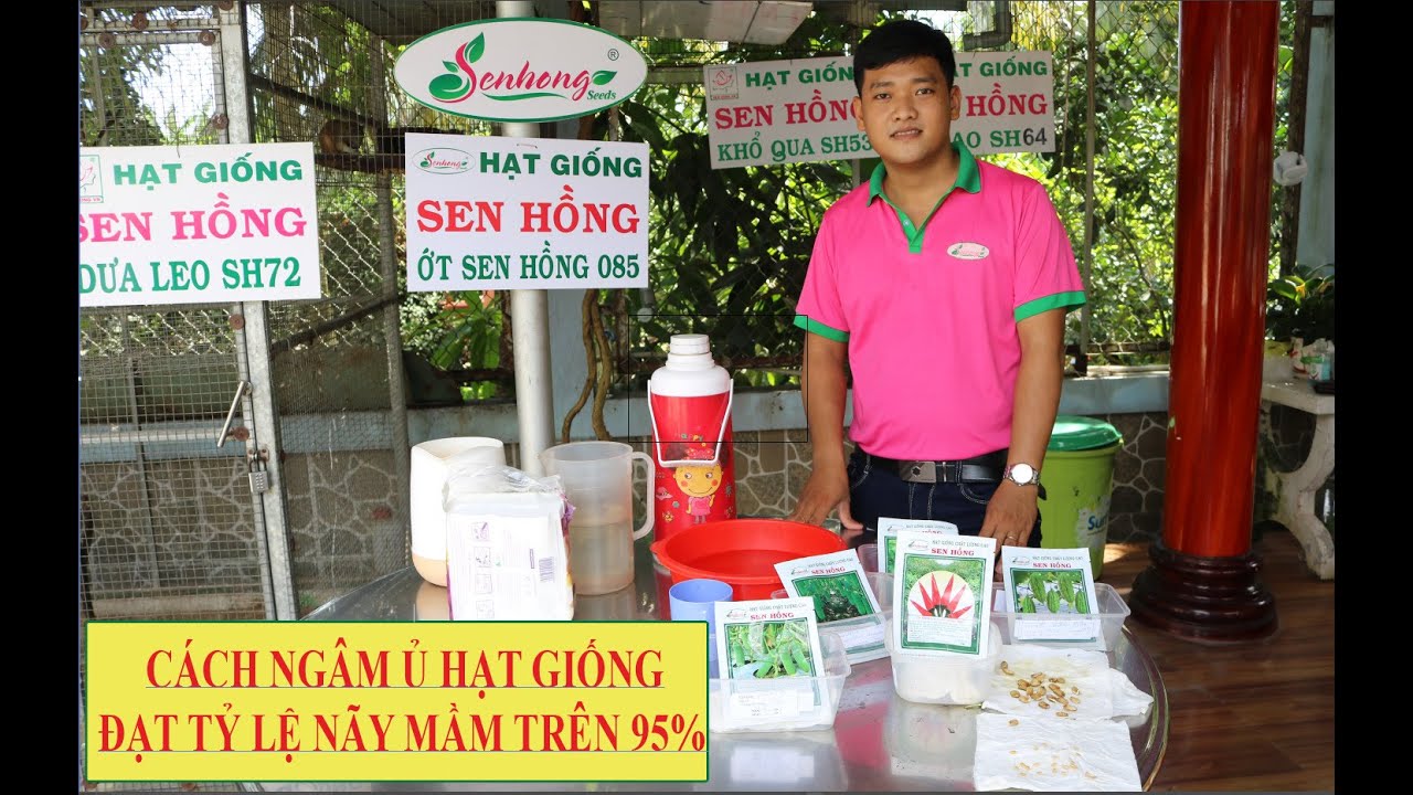 KHUYẾN CÁO NGÂM Ủ HẠT GIỐNG SEN HỒNG ĐẠT HIỆU QUẢ CAO