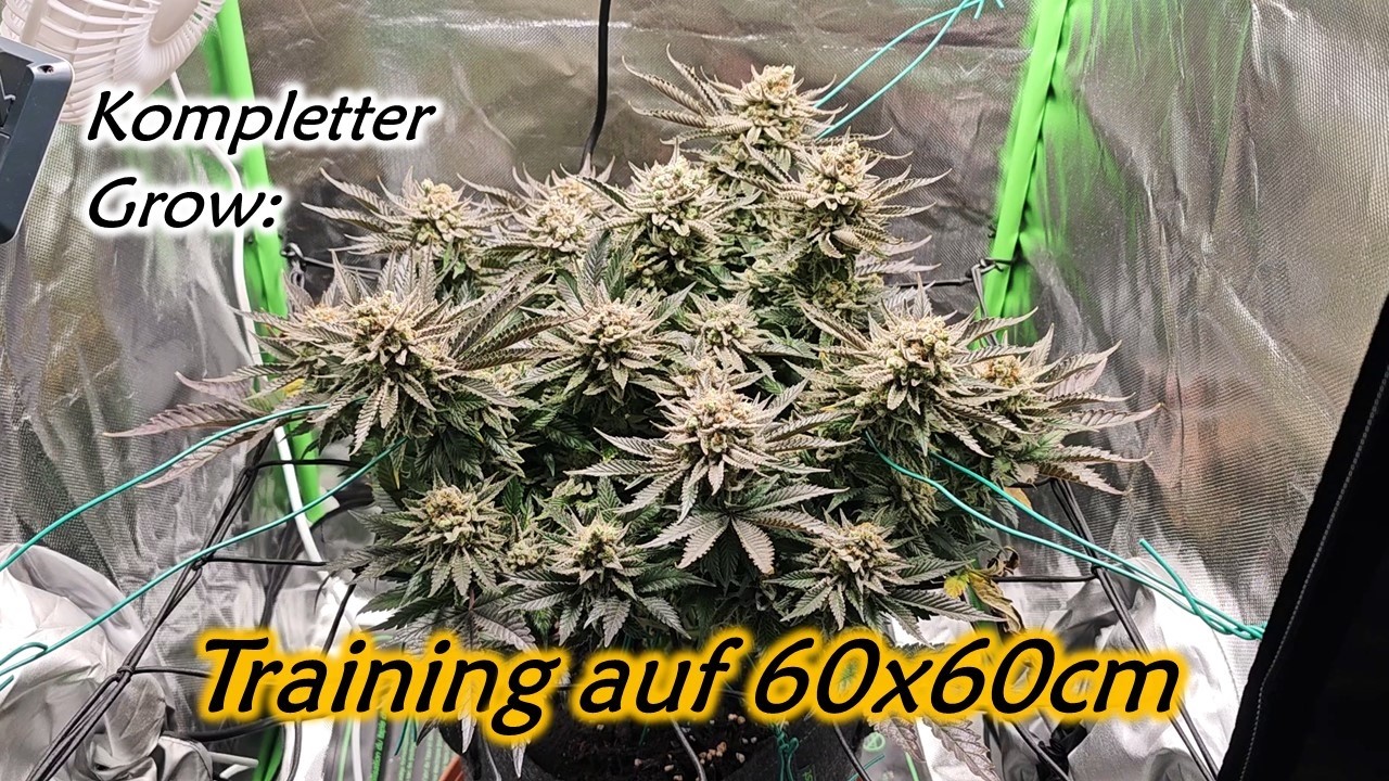 60x60 Indoor Cannabis Grow | Eine Pflanze | Viparspectra XS1500 Pro LED | Zelsius Zelt