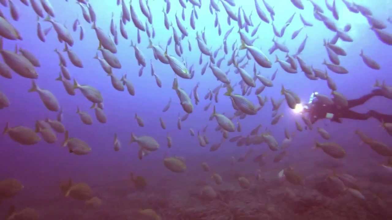 immersioni subacquee Secche di Tor Paterno (Gopro hero 3 black)
