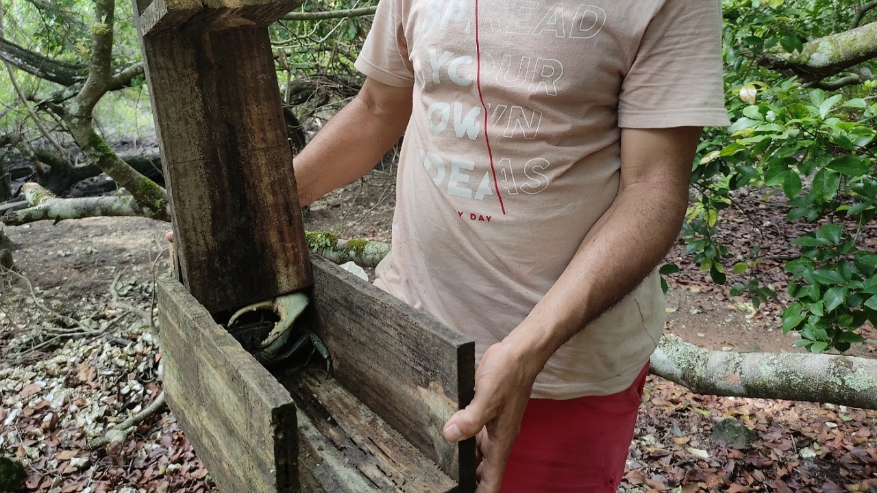 Como fazer Armadilha para pegar Guaiamu