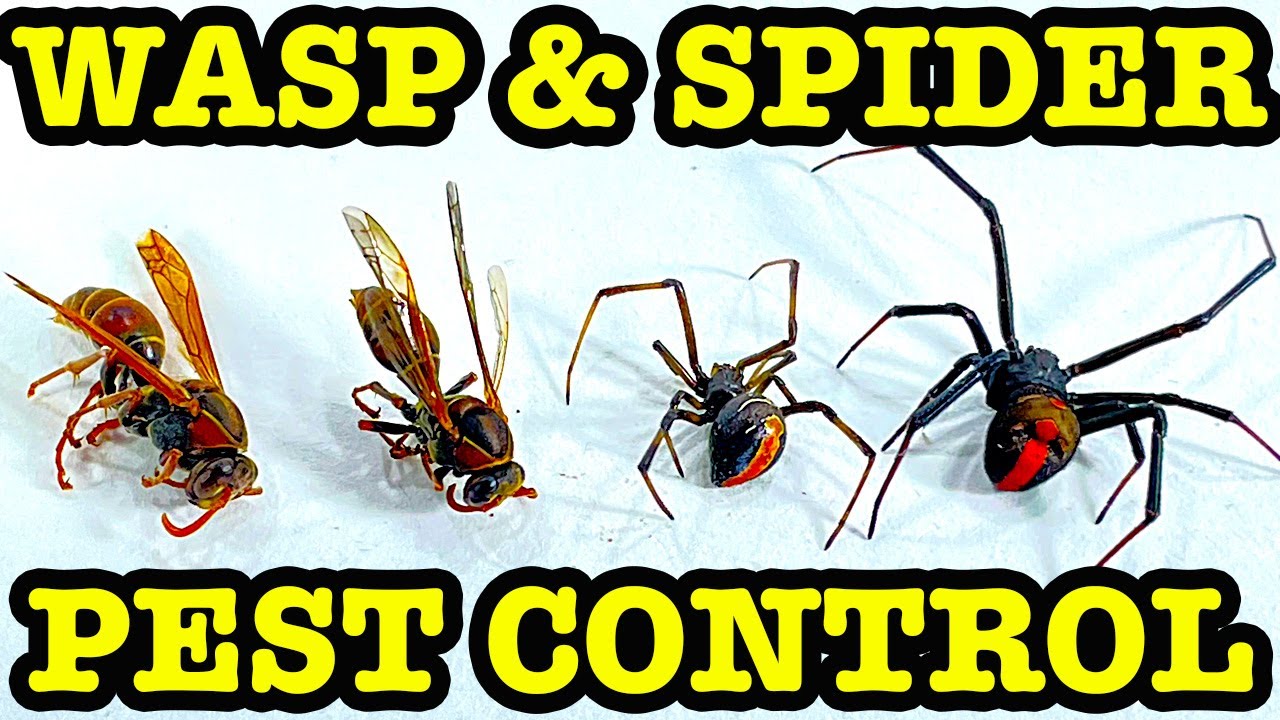 Redback Spider & Wasp Nest Roundup Summer Pest Control In Australia EDUCATIONAL VIDEO