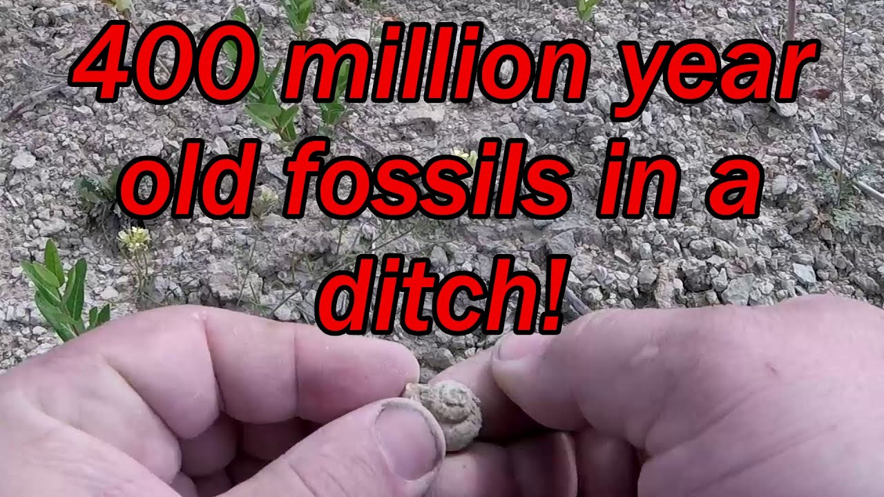 Grim Does...a SE Minnesota Fossil Hunt