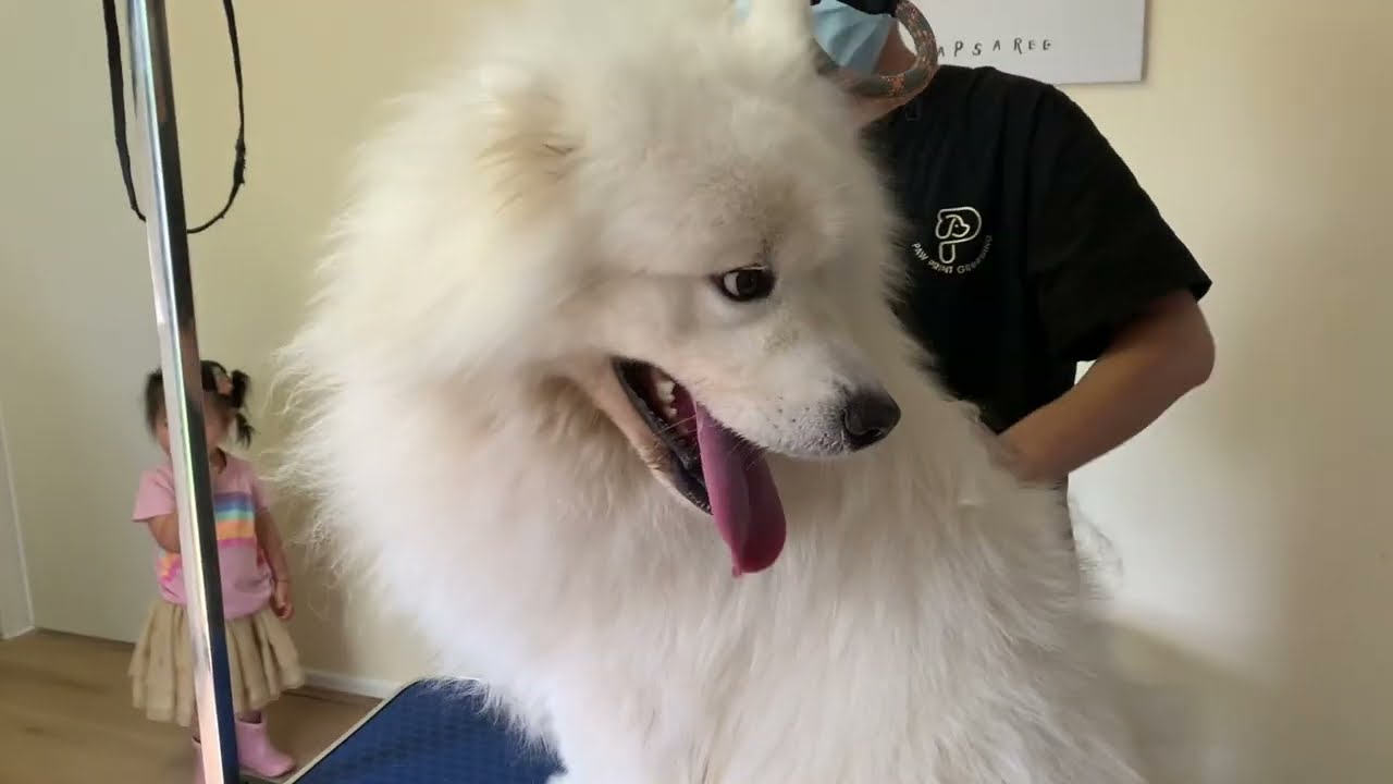 Whiskey’s first full body groom